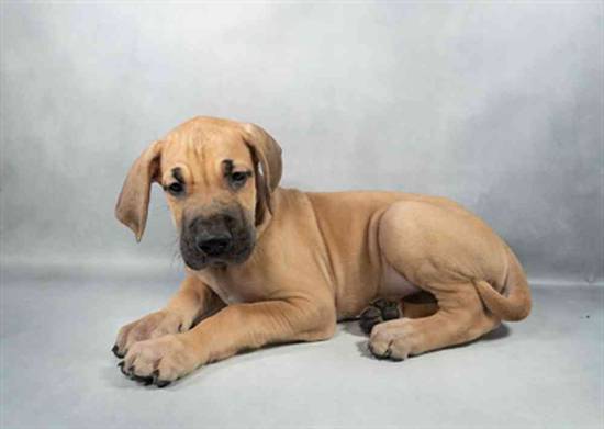 Great Dane