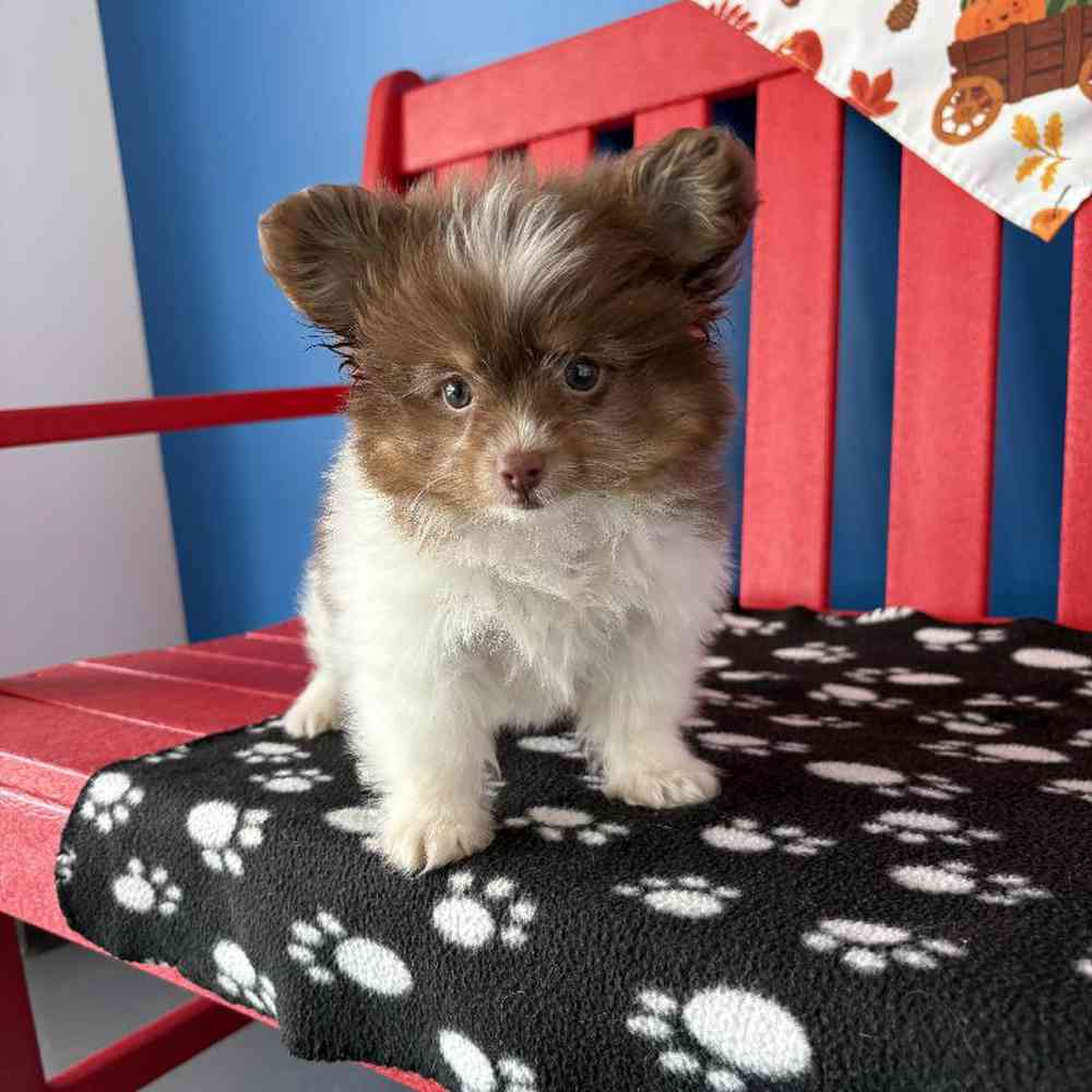 Male Pom-A-Poo Puppy for Sale in Manchester, NH