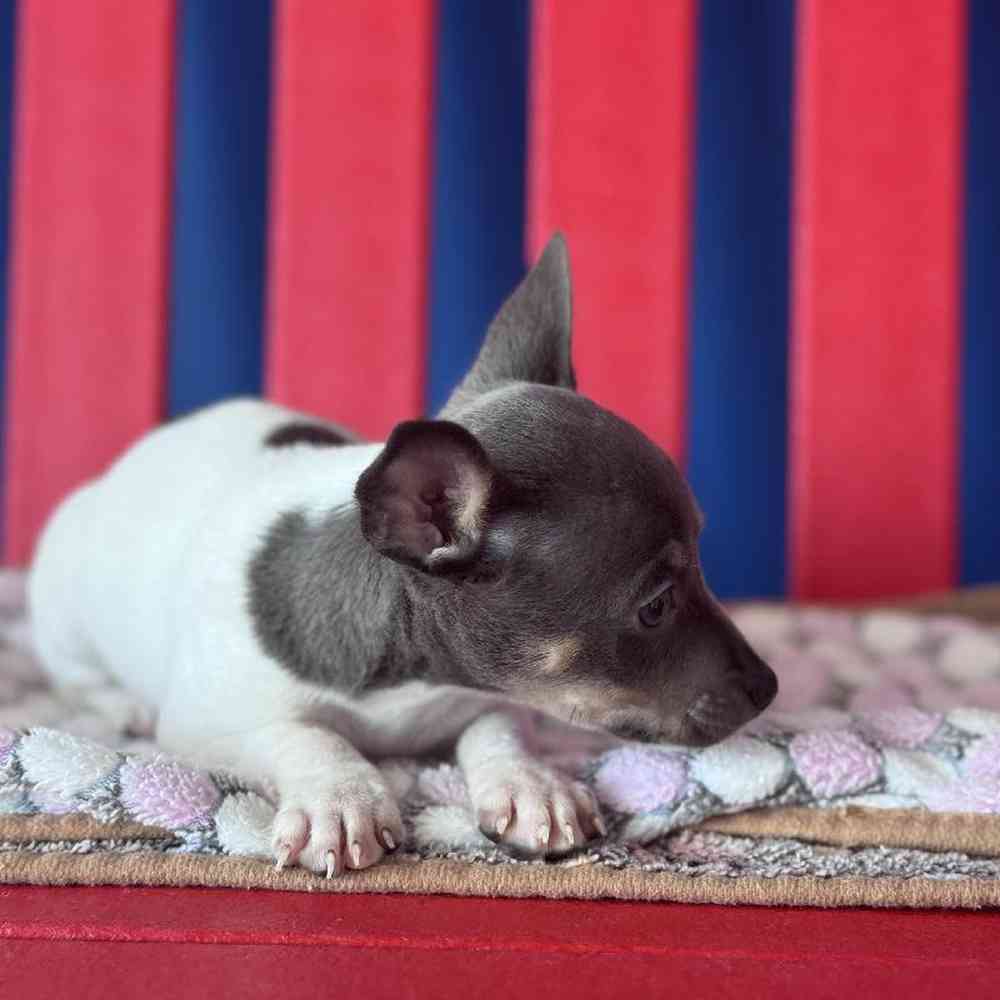 Male Chihuahua Puppy for Sale in Manchester, NH