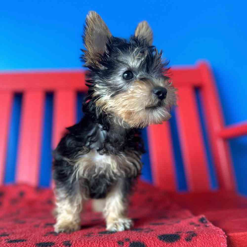 Male Yorkie Puppy for Sale in Manchester, NH