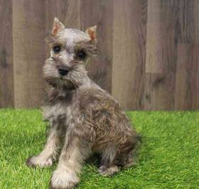 Mini Schnauzer