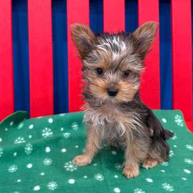 Yorkie