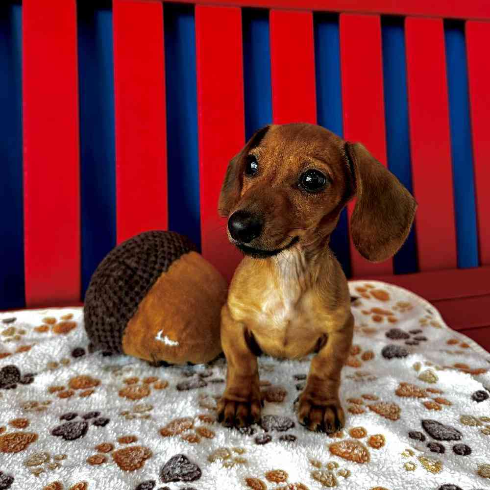 Male Dachshund Puppy for Sale in Manchester, NH