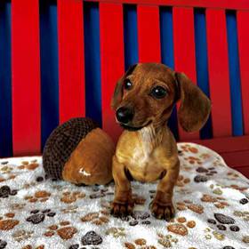 Dachshund