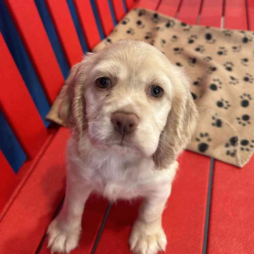 Female Cocker Spaniel Puppy for Sale in Manchester, NH