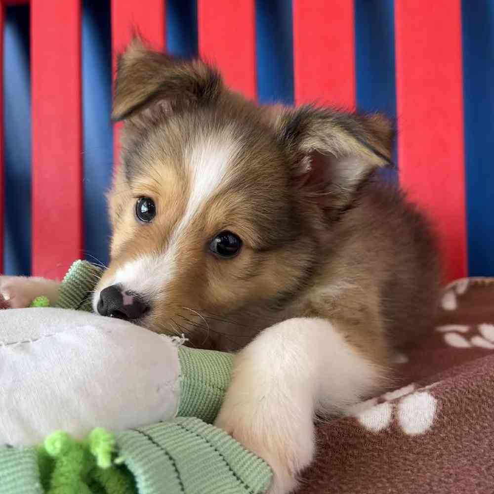 Male Sheltie Puppy for Sale in Manchester, NH