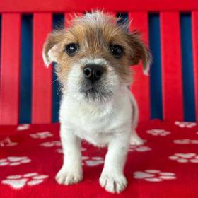 Jack Russell Terrier