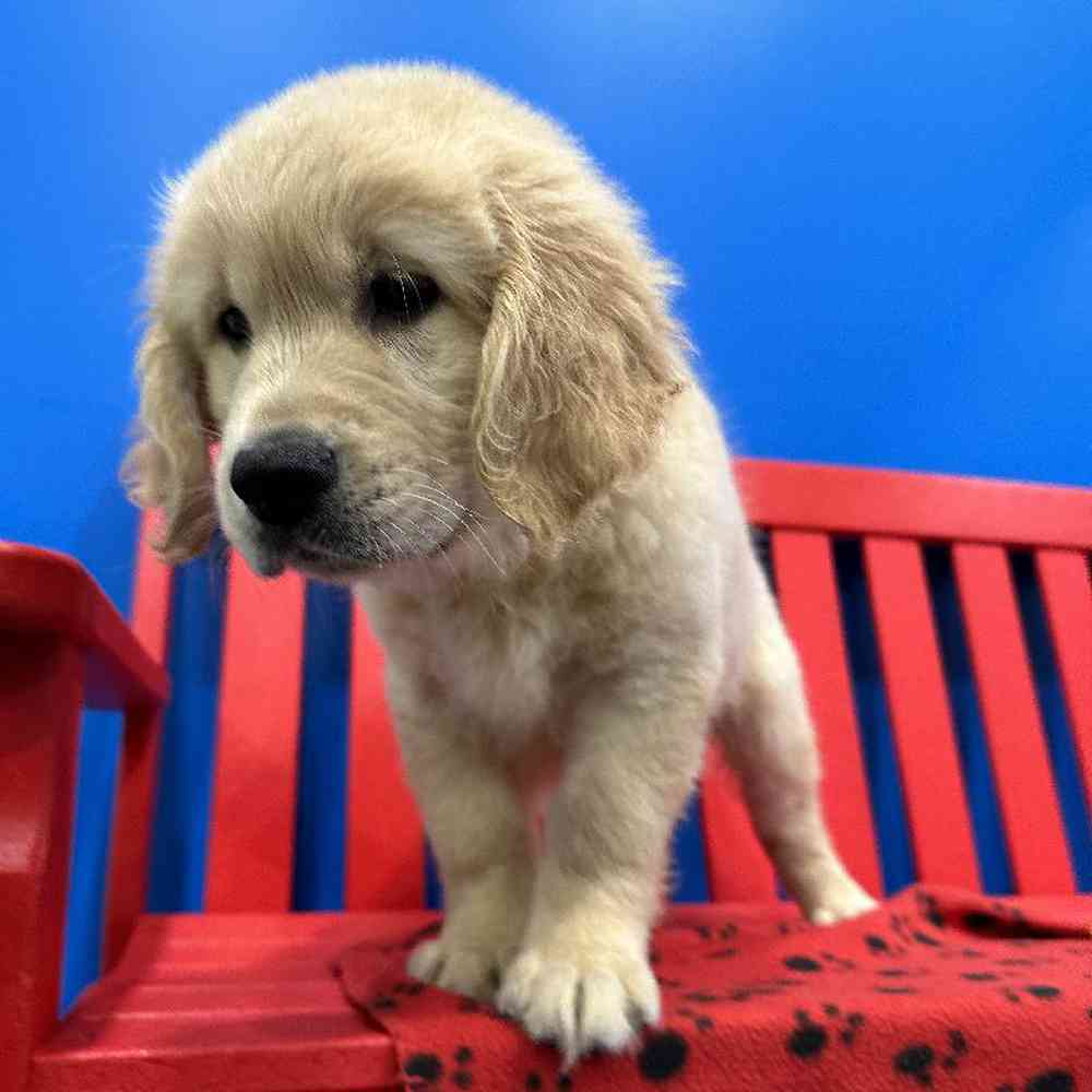 Male Golden Retriever Puppy for Sale in Manchester, NH