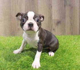 Boston Terrier