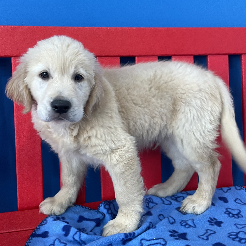 Male Golden Retriever Puppy for Sale in Manchester, NH