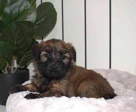 Soft Coated Wheaten Terrier