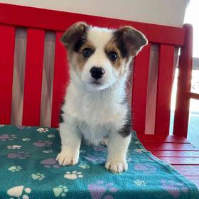 Pembroke Welsh Corgi