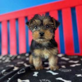 Yorkie