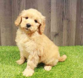 Mini Goldendoodle