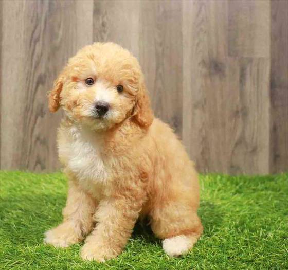 Poodle Puppies for Sale {location_separator} The Puppy Palace of Manchester