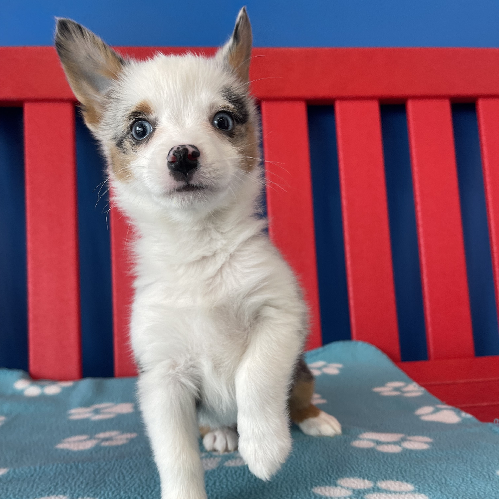 Mini Auggie Puppies for sale - The Puppy Palace of Manchester