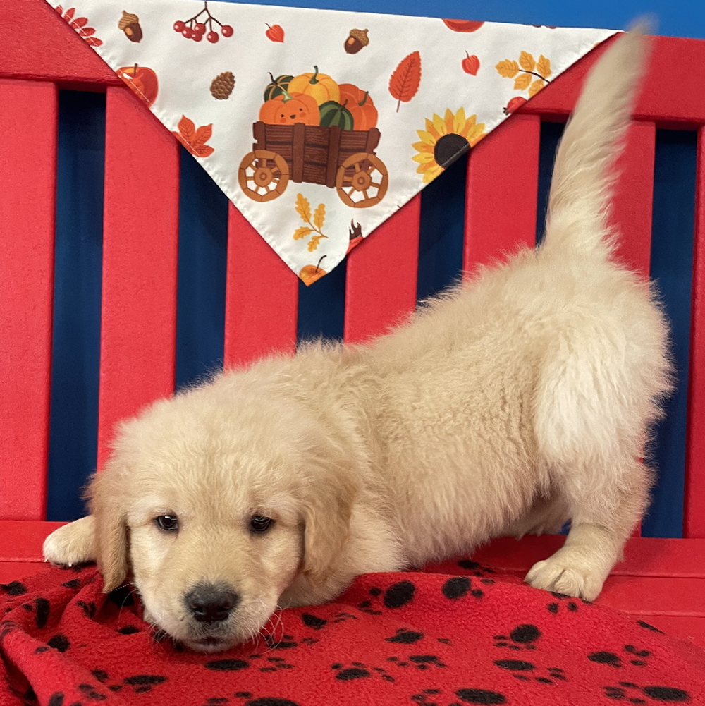 Female Golden Retriever Puppy for Sale in Manchester, NH