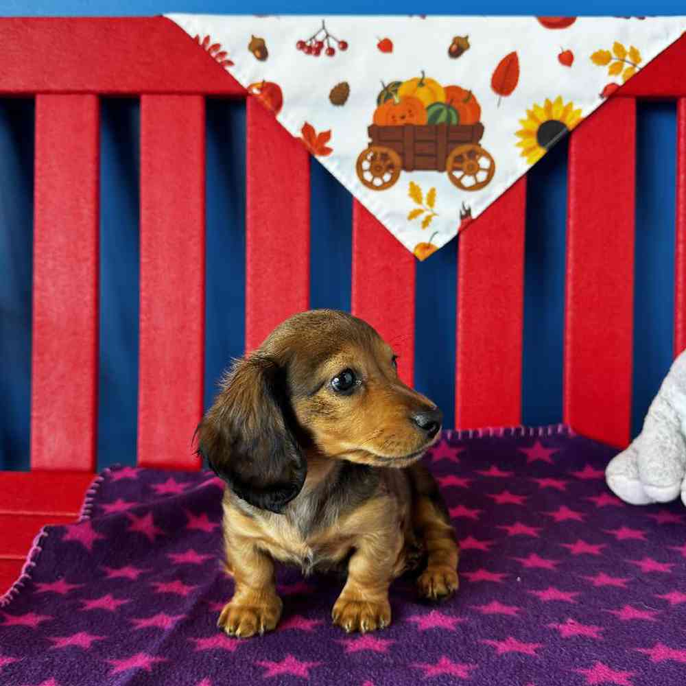 Female Dachshund Puppy for Sale in Manchester, NH