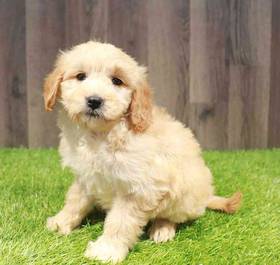 Mini Goldendoodle