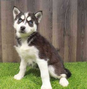 Siberian Husky