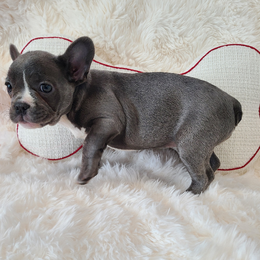 Female French Bulldog Puppy for Sale in Manchester, NH