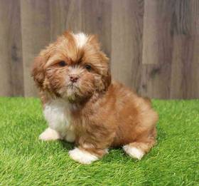 Shih Tzu