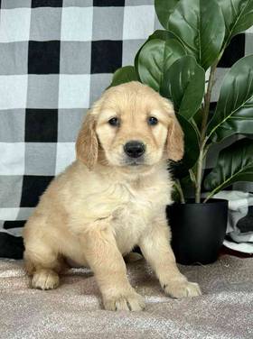 Golden Retriever