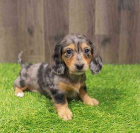 Dachshund