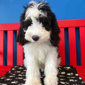 Sheepadoodle