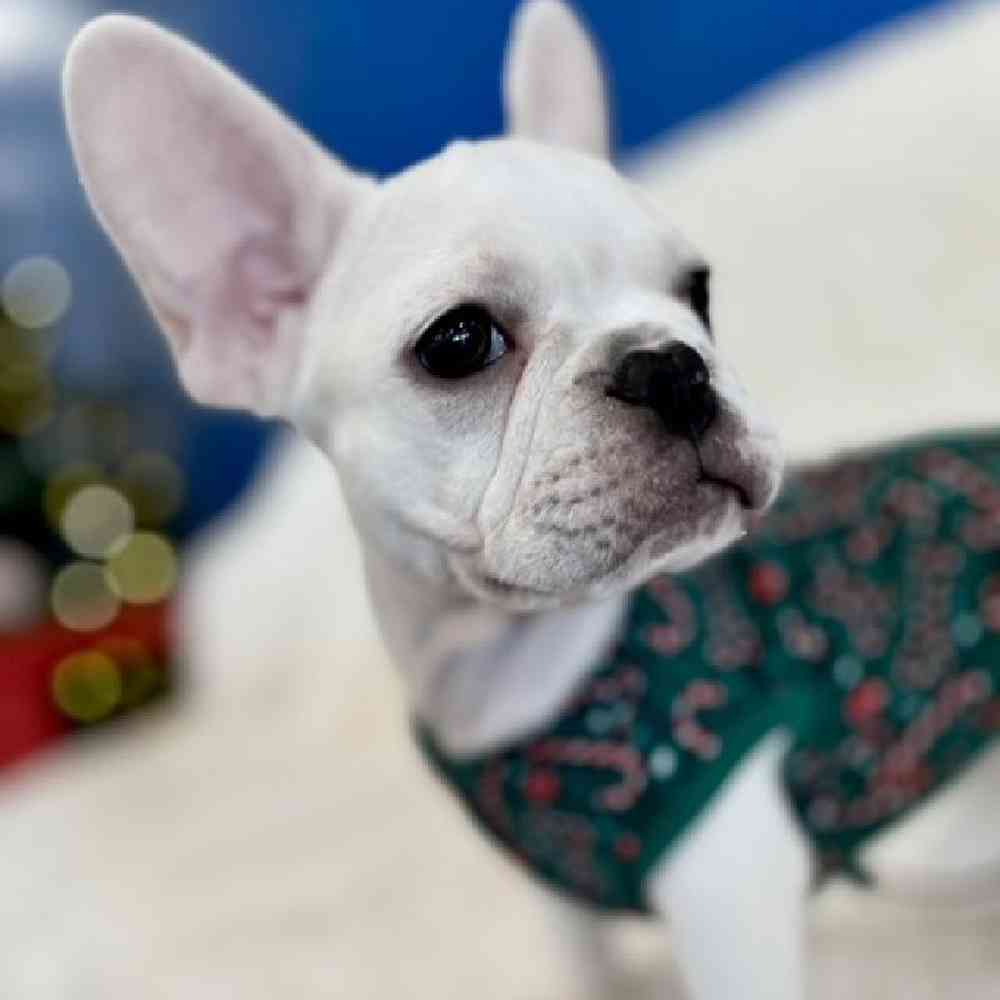 Icy - Female French Bulldog Puppy for sale in Manchester