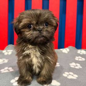 Shih Tzu