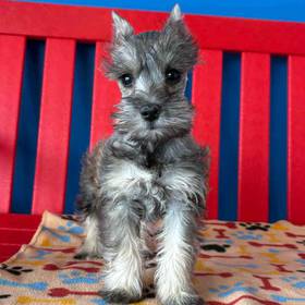 Mini Schnauzer