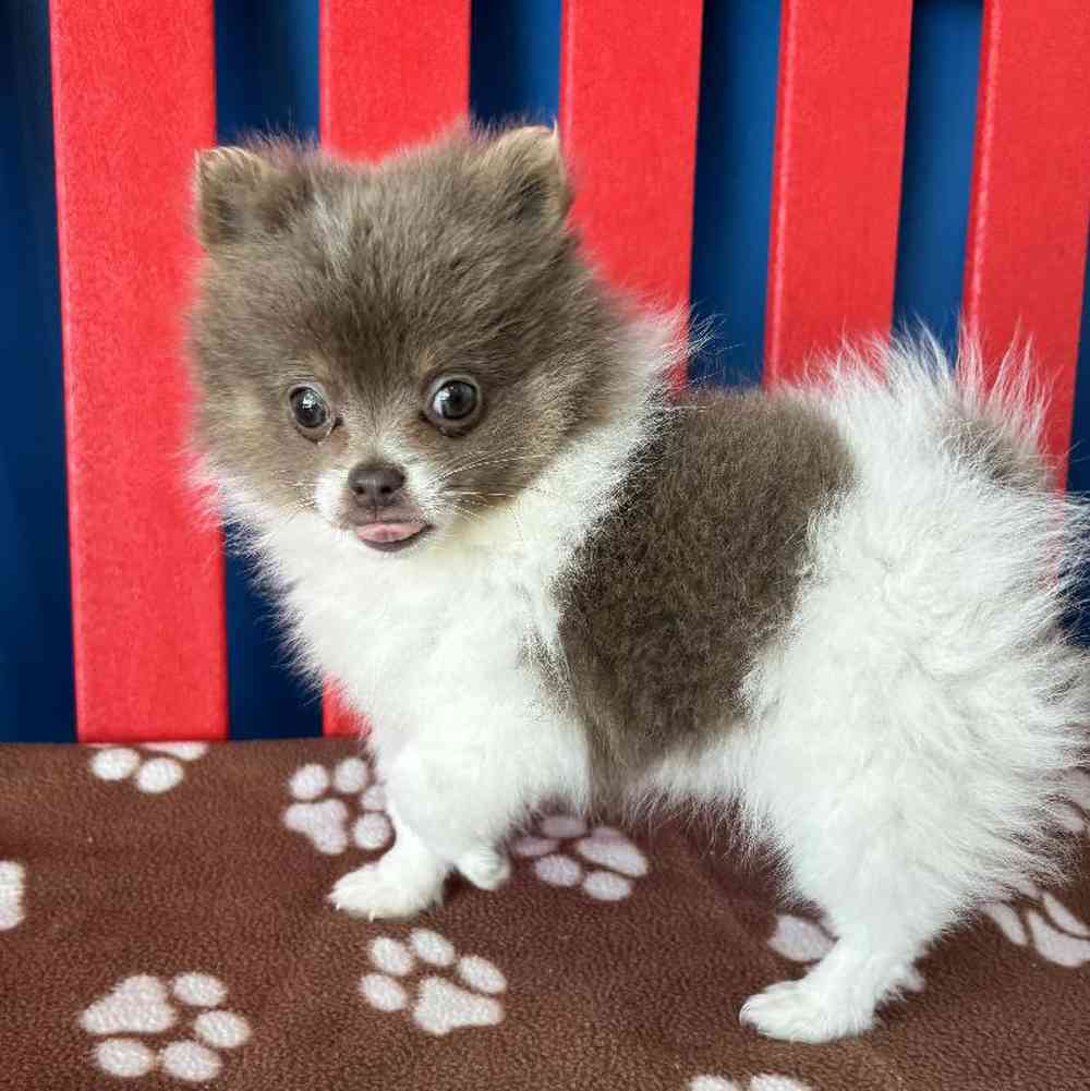 Female Pomeranian Puppy for Sale in Manchester, NH
