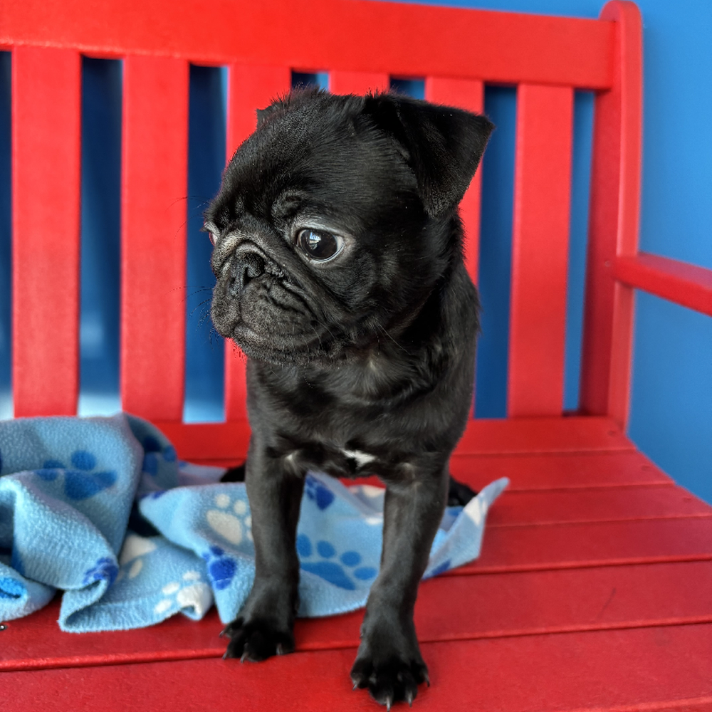 Male Pug Puppy for Sale in Manchester, NH