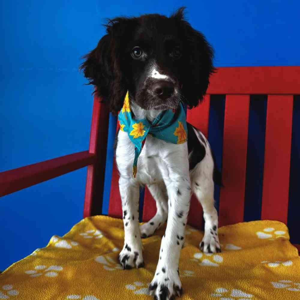 Male English Springer Spaniel Puppy for Sale in Manchester, NH