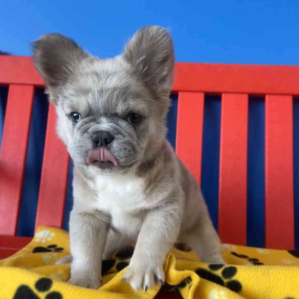 Fluffy French Bulldog Puppies for sale - The Puppy Palace of Manchester