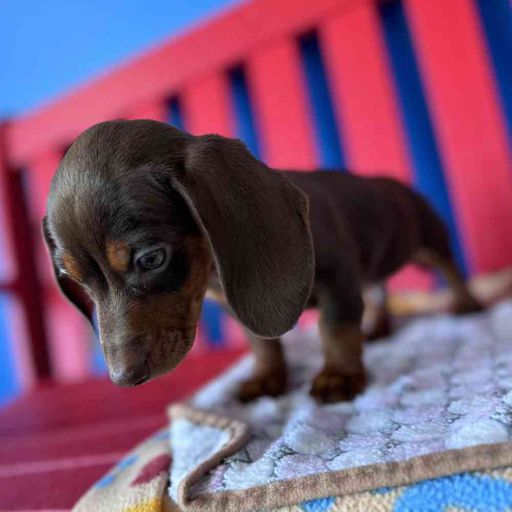 Male Dachshund Puppy for Sale in Manchester, NH