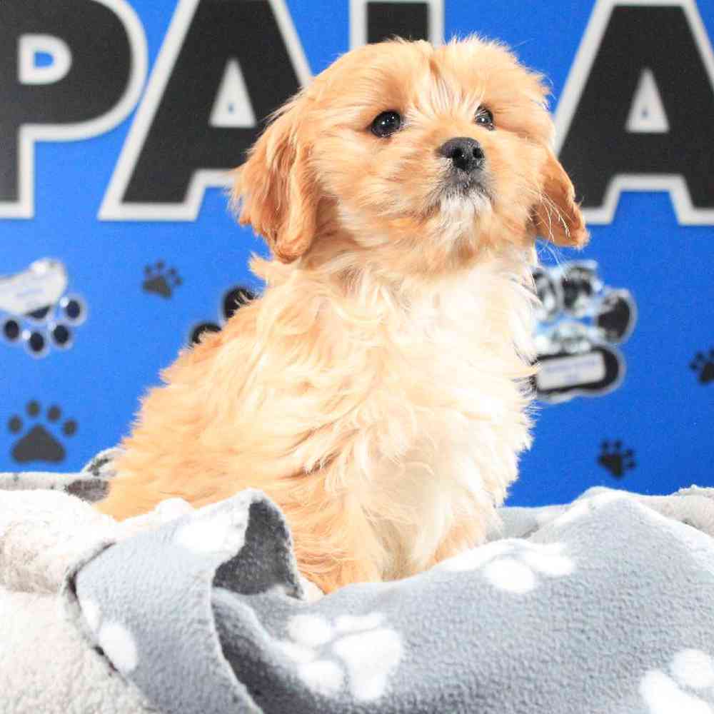 Dawson - Male Cavapoo Puppy for sale in Manchester