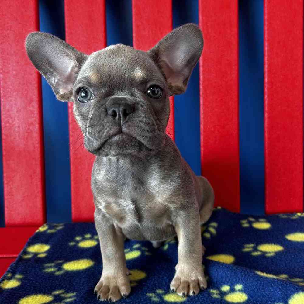 Male French Bulldog Puppy for Sale in Manchester, NH