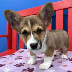 Pembroke Welsh Corgi