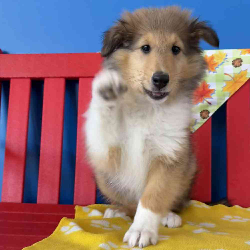 Male Collie Puppy for Sale in Manchester, NH