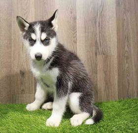 Siberian Husky