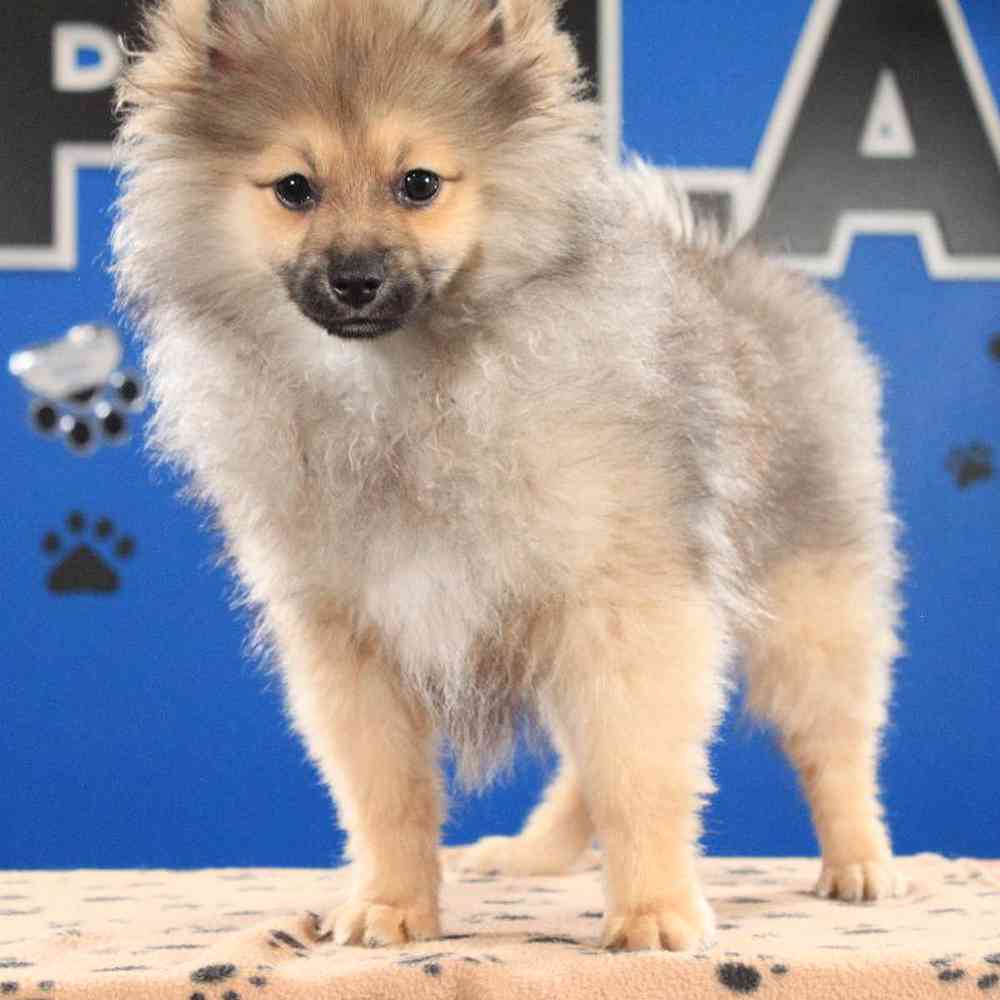 Male Pomeranian Puppy for Sale in Manchester, NH