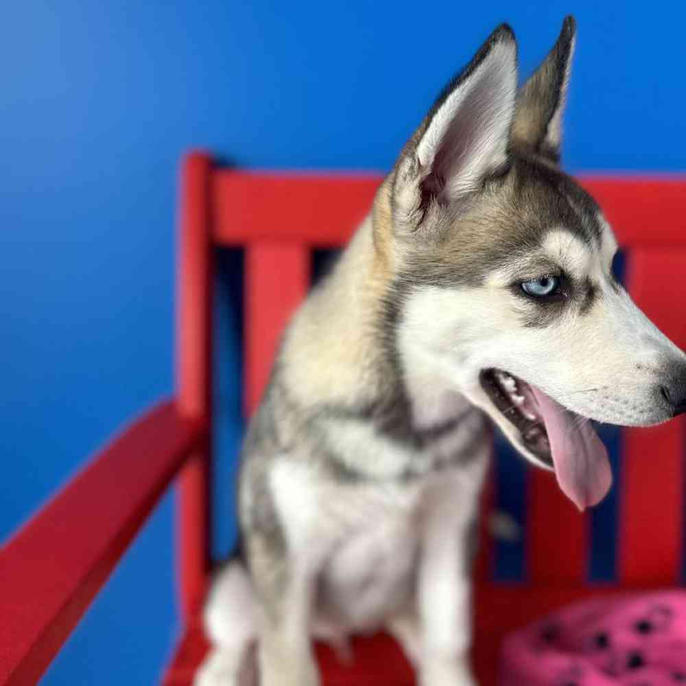 Female Siberian Husky Puppy for Sale in Manchester, NH