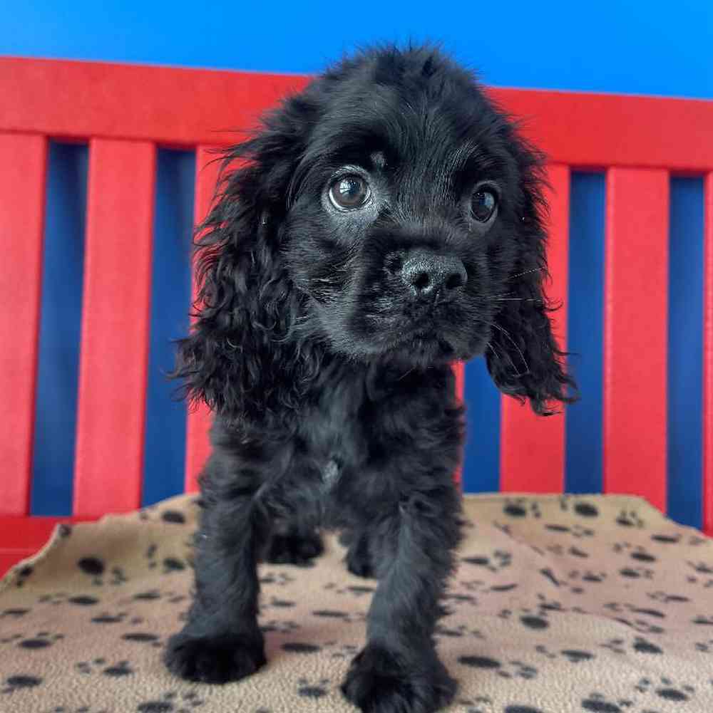 Male Cocker Spaniel Puppy for Sale in Manchester, NH