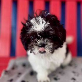 Shih Tzu