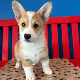 Pembroke Welsh Corgi