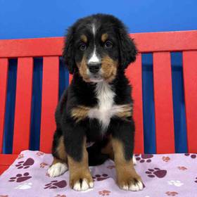 Bernese Mountain Dog