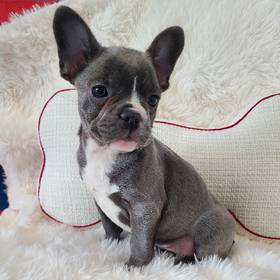 French Bulldog