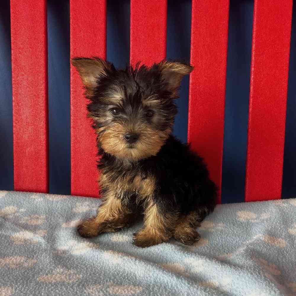 Tony - Male Silky Terrier Puppy for sale in Manchester